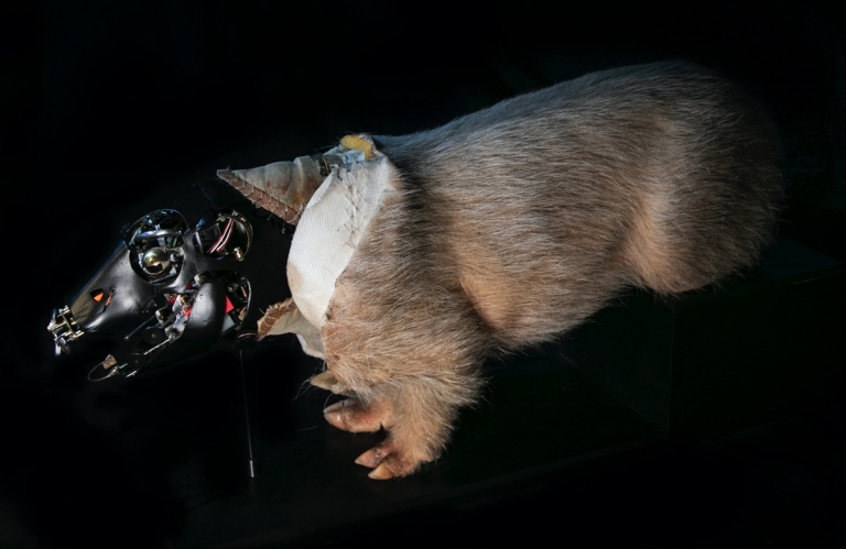 Neal Scanlan explains how Babe the pig was puppeteered - befores & afters